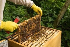 A Day as a Beekeeper – Discovering the World of Bees