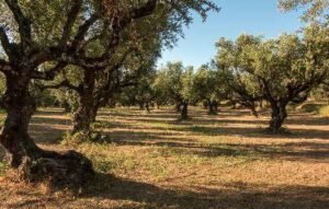 Experience among the olive trees – oil tasting
