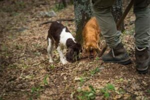 Truffle Hunting – Discovering Umbria’s Black Treasure